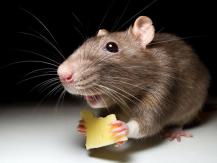 Rodent Repeller - Effective Pest Control