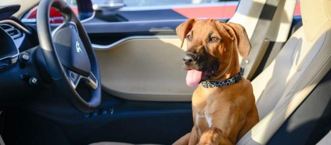 Tesla Dog Mode