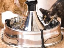Car drinkers for cats - what you need to know about them