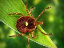 Tick ​​repeller: is it possible to protect yourself from bites