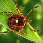 Tick ​​repeller: is it possible to protect yourself from bites