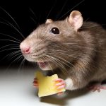 Rodent Repeller - Effective Pest Control