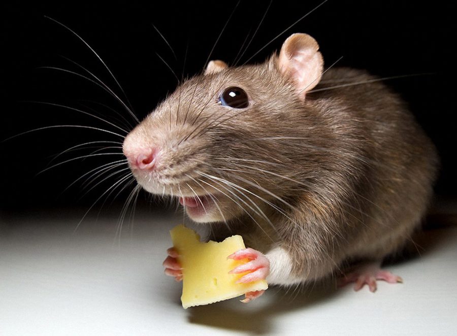 mouse